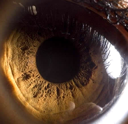 Close Up Human Eyes